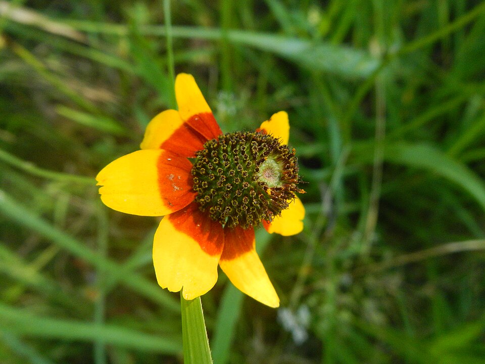 Rudbeckia amplexicaulis (clasping coneflower) (alternate view 6)