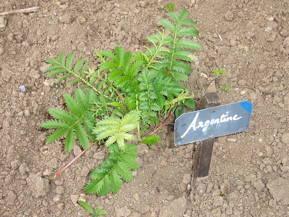 Potentilla anserina (Pacific Silverweed) (alternate view 6)