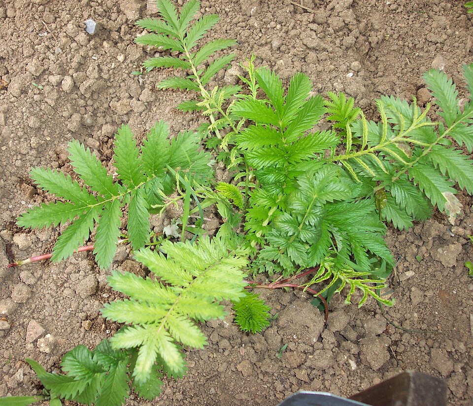 Potentilla anserina (Pacific Silverweed) (alternate view 7)