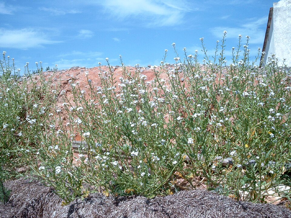 Cakile maritima (European Searocket)