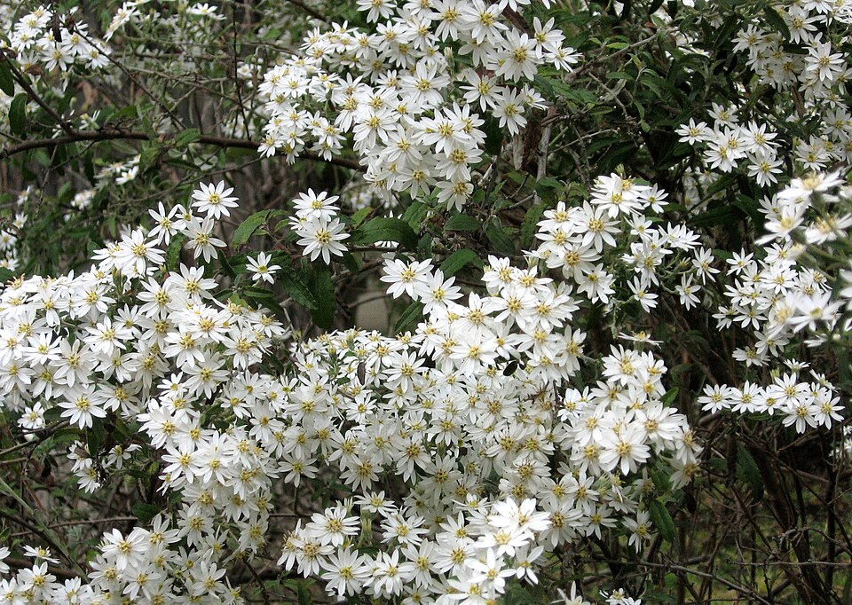 Olearia phlogopappa (Asthma Bush) (alternate view 6)