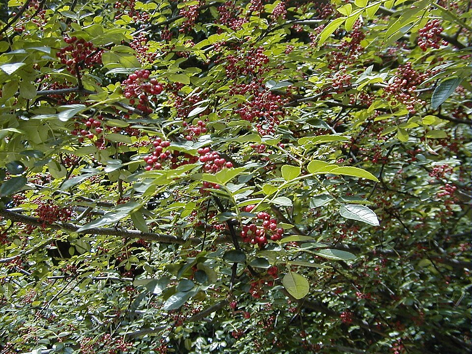 Zanthoxylum americanum (northern prickly ash) (alternate view 6)