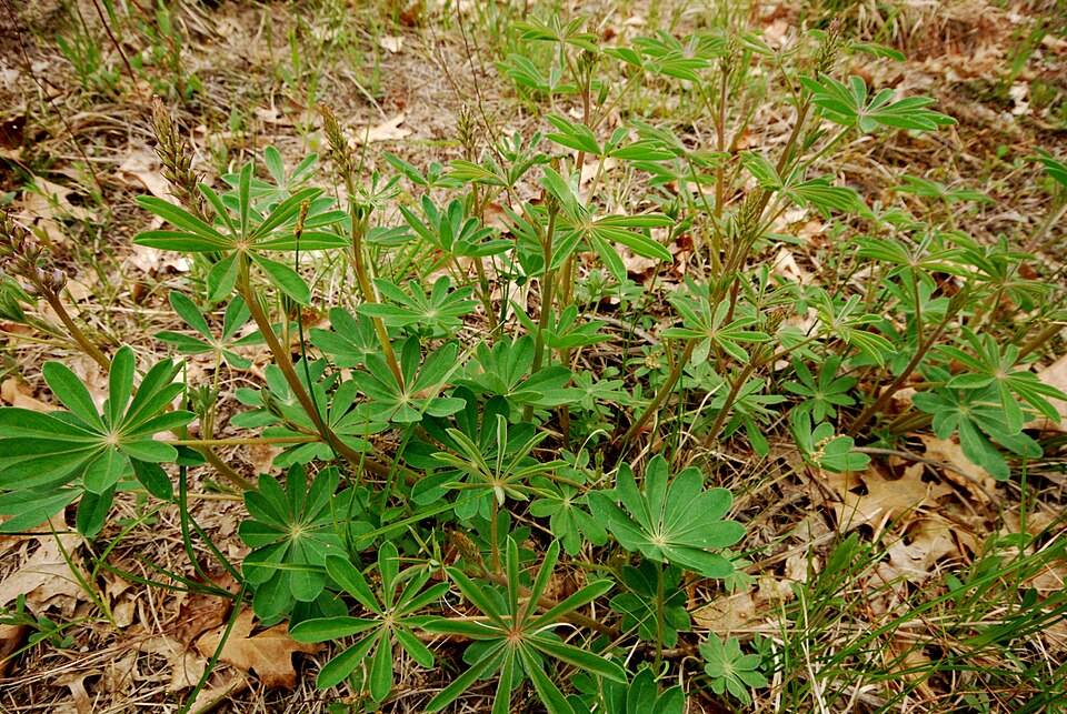 Lupinus perennis (Sundial Lupine) (alternate view 8)