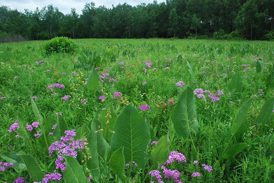 Silphium terebinthinaceum (prairie dock) (alternate view 5)