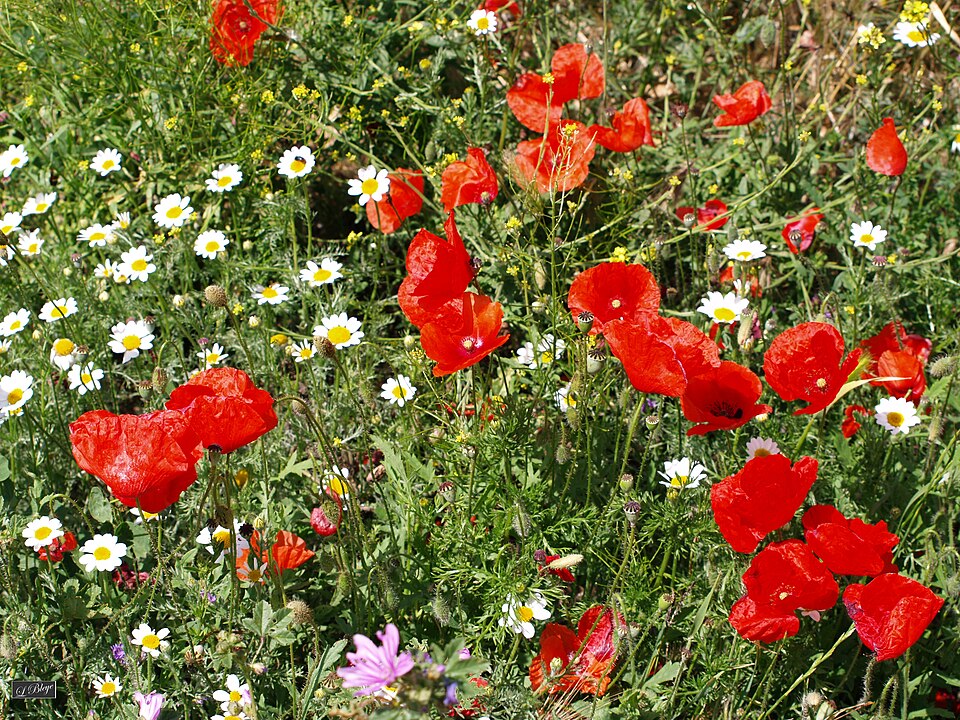 Papaver rhoeas (common poppy)