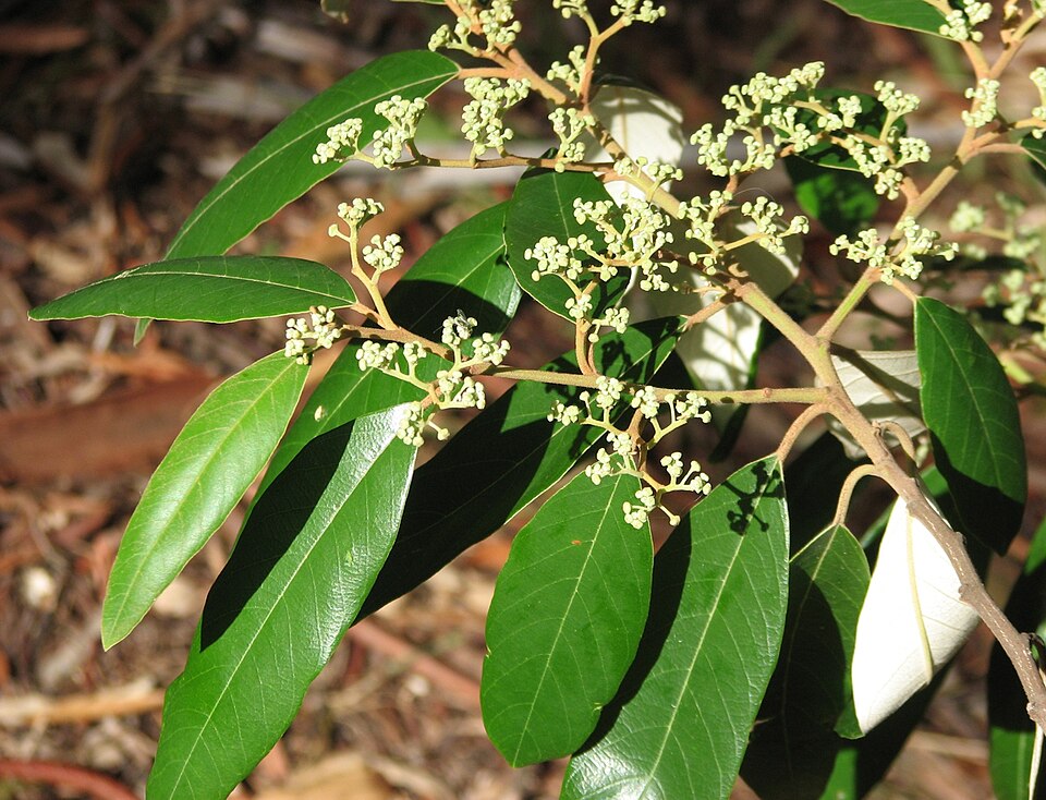 Alphitonia excelsa (Red Ash) (alternate view 3)