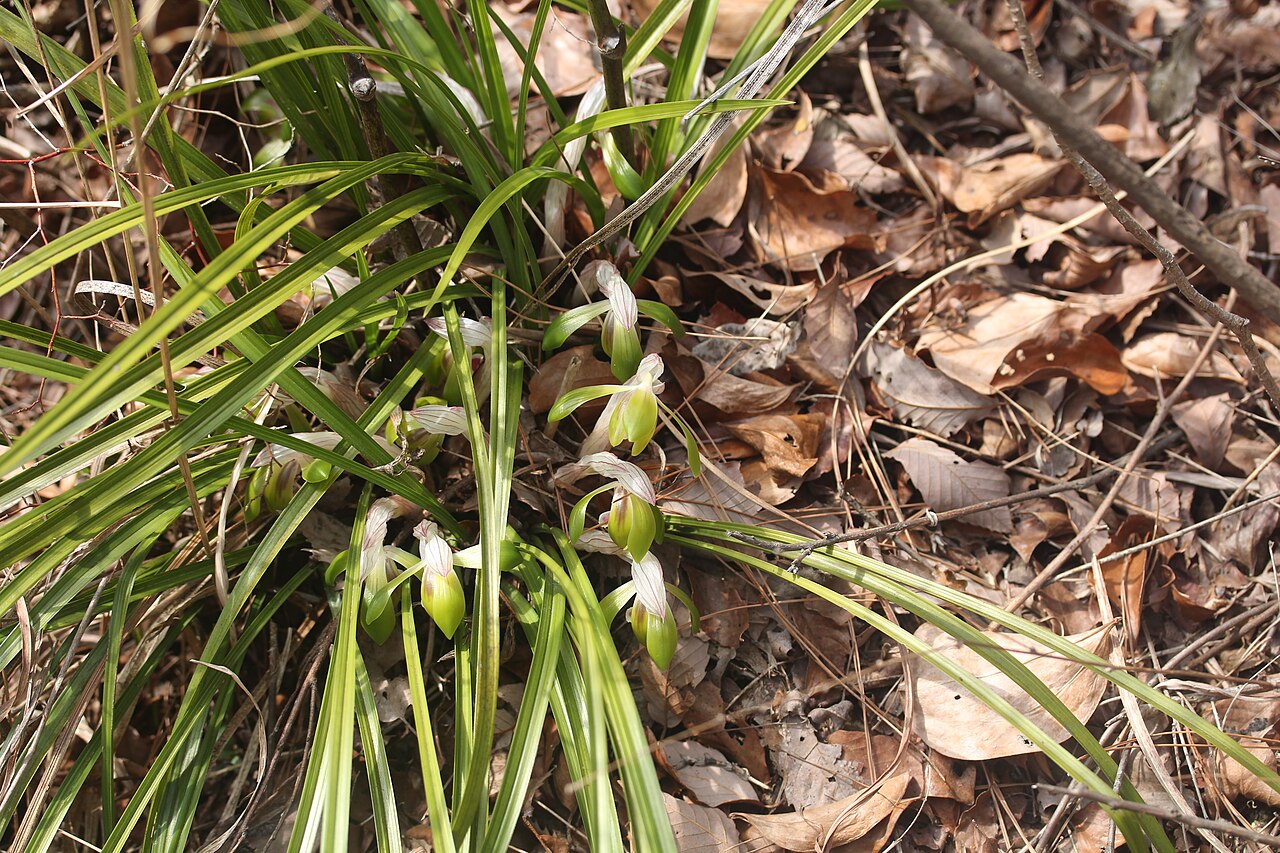 Cymbidium goeringii, Spring orchid — clumping evergreen (Orchidaceae) (image 9 of 10)