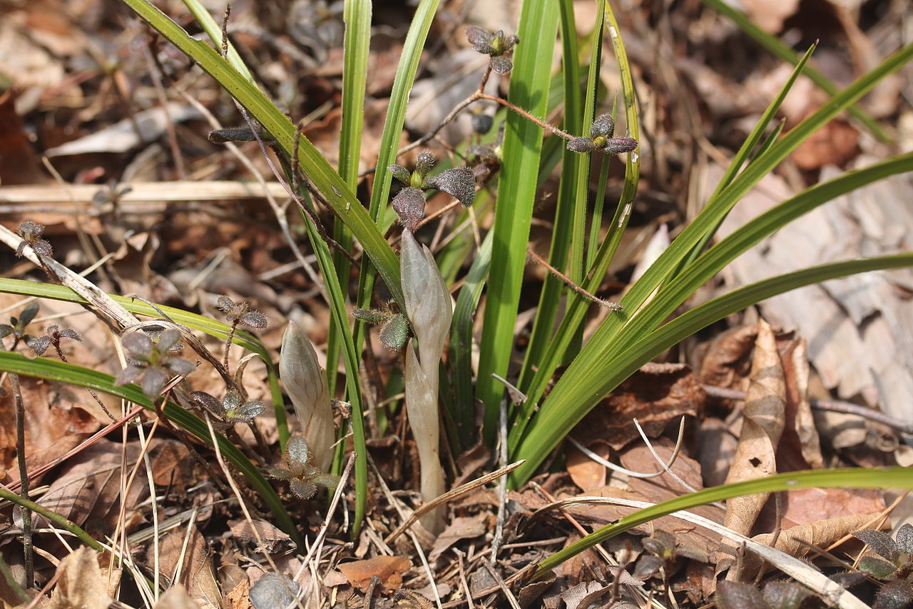 Cymbidium goeringii, Spring orchid — clumping evergreen (Orchidaceae) (image 10 of 10)