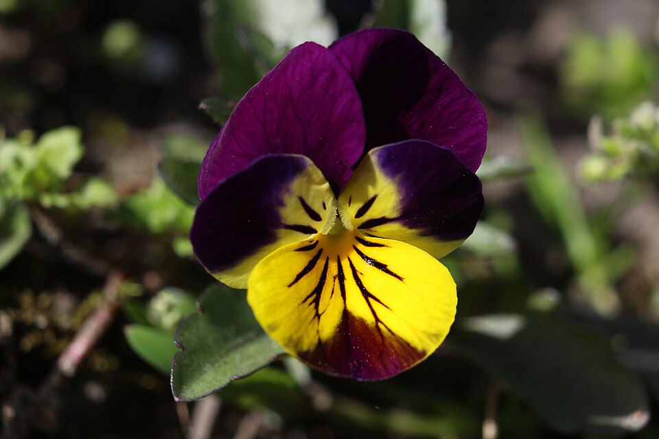 Viola × williamsii (Horned pansy) (alternate view 4)