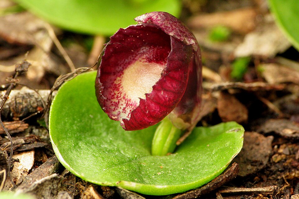Corybas incurvus (slaty helmet-orchid) (alternate view 7)