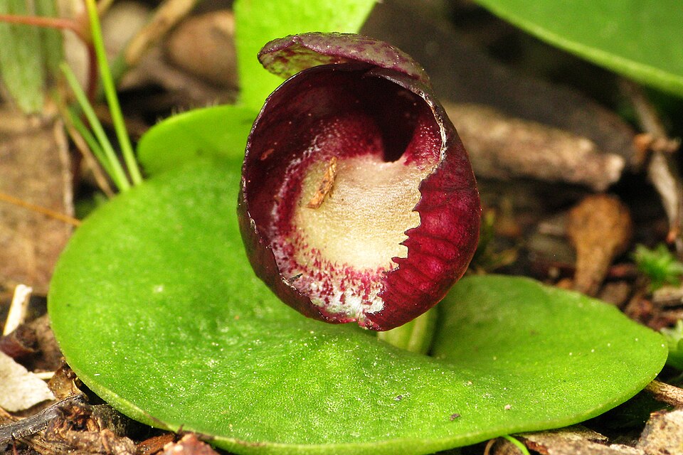 Corybas incurvus (slaty helmet-orchid) (alternate view 8)