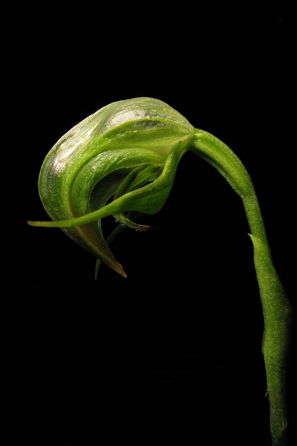 Pterostylis nutans (Nodding Greenhood) (alternate view 5)