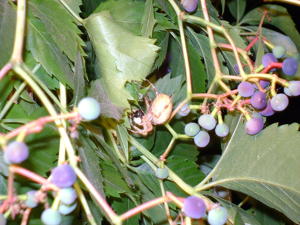 Parthenocissus (Virginia Creepers) (alternate view 2)