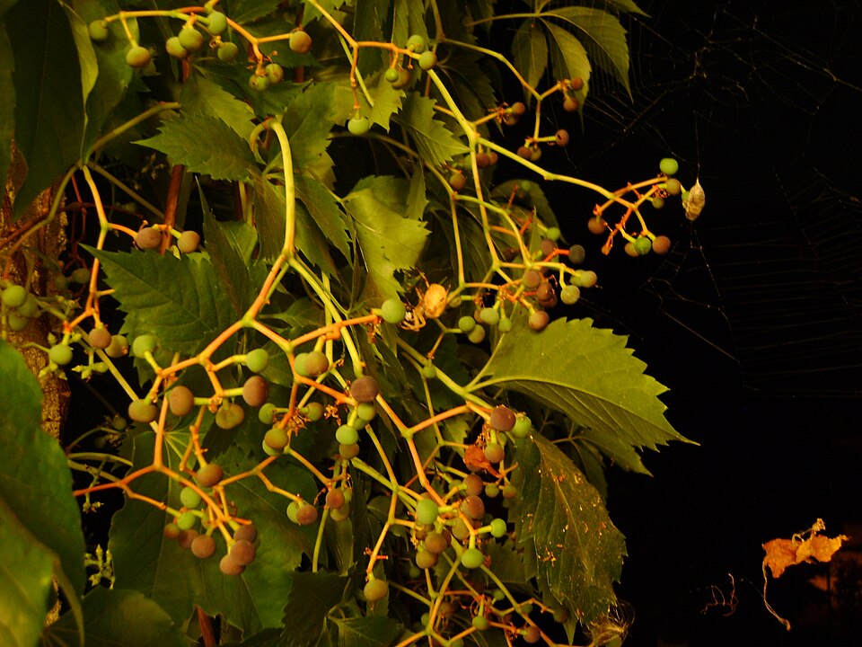 Parthenocissus (Virginia Creepers) (alternate view 3)