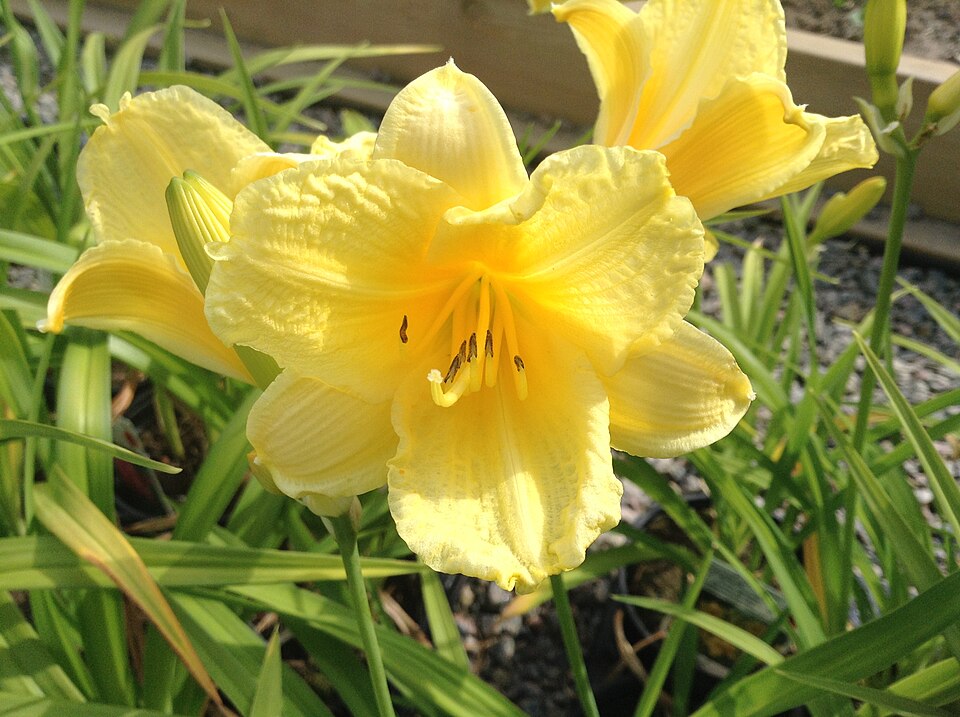 Hemerocallis × 'Happy Returns' (Happy Returns Daylily) (alternate view 3)