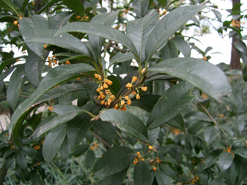 Osmanthus fragrans var. aurantiacus (Orange-Flowered Tea Olive) (alternate view 4)