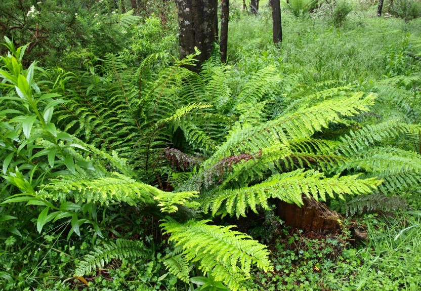 Polystichum proliferum (mother shield-fern) (alternate view 2)