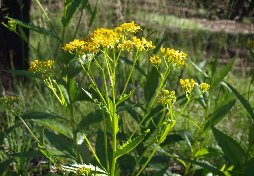 Senecio linearifolius (fireweed groundsel) (alternate view 6)