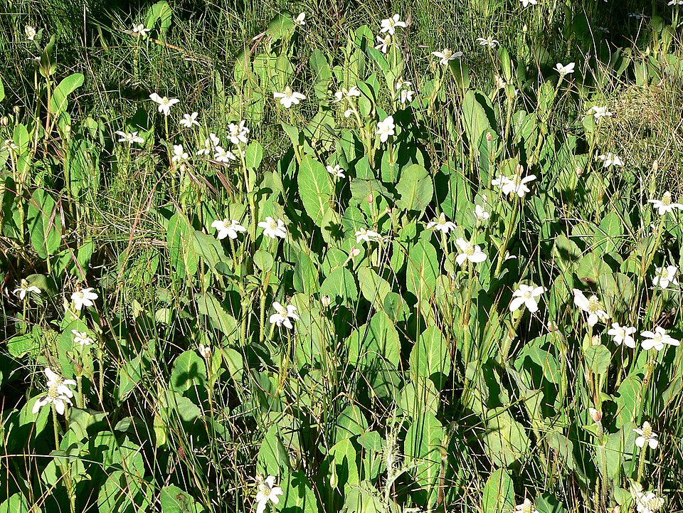 Anemopsis californica (Yerba Mansa) (alternate view 7)