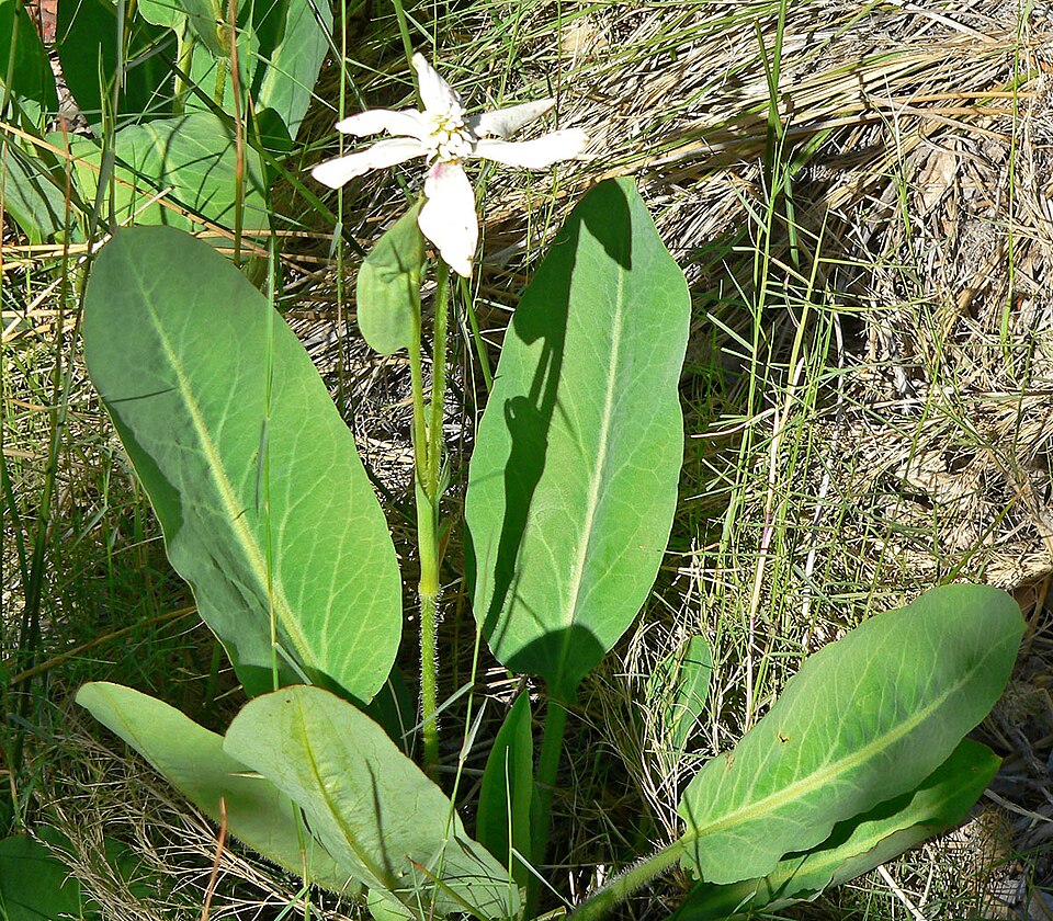 Anemopsis californica (Yerba Mansa) (alternate view 8)