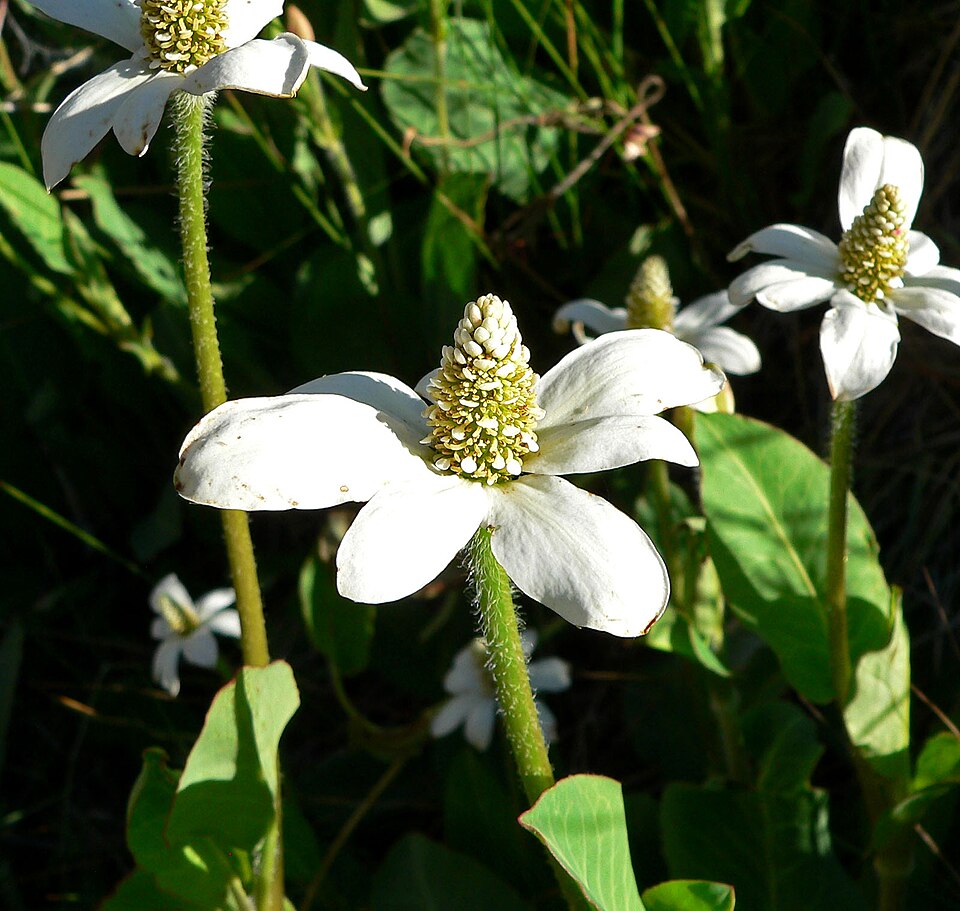 Anemopsis californica (Yerba Mansa) (alternate view 9)