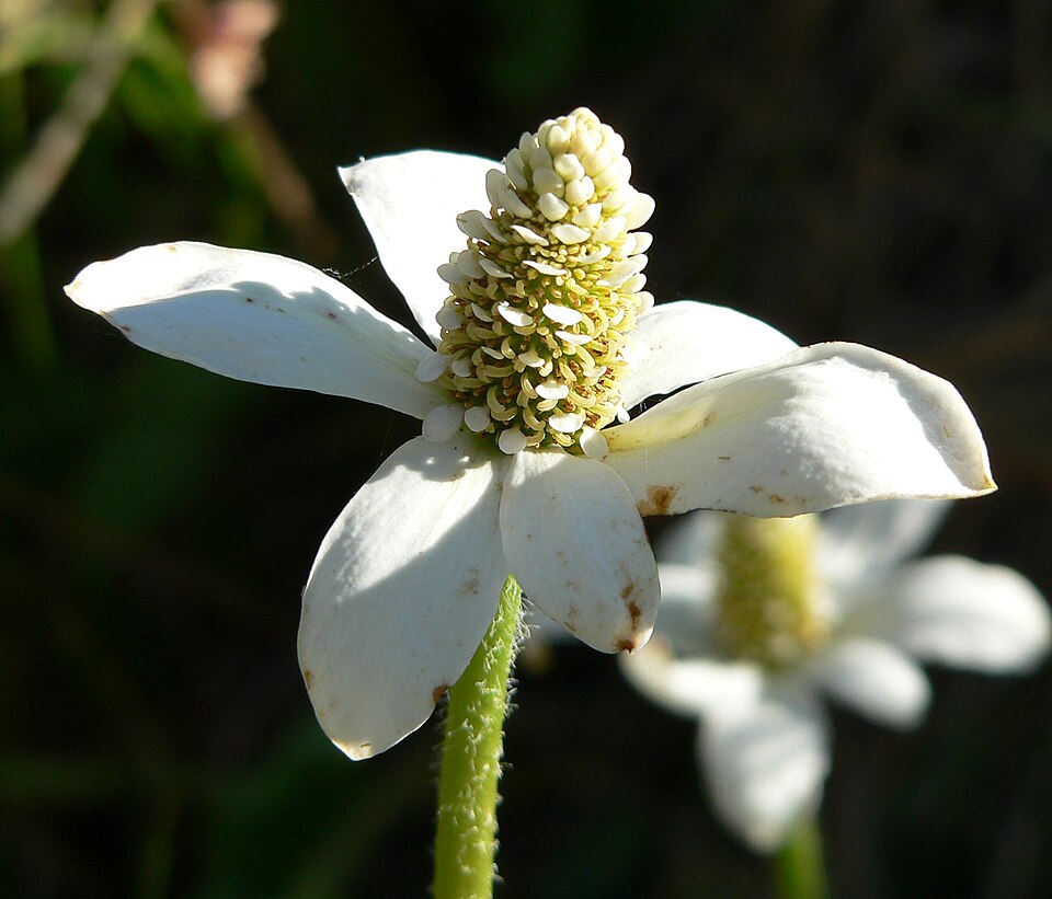 Anemopsis californica (Yerba Mansa) (alternate view 10)
