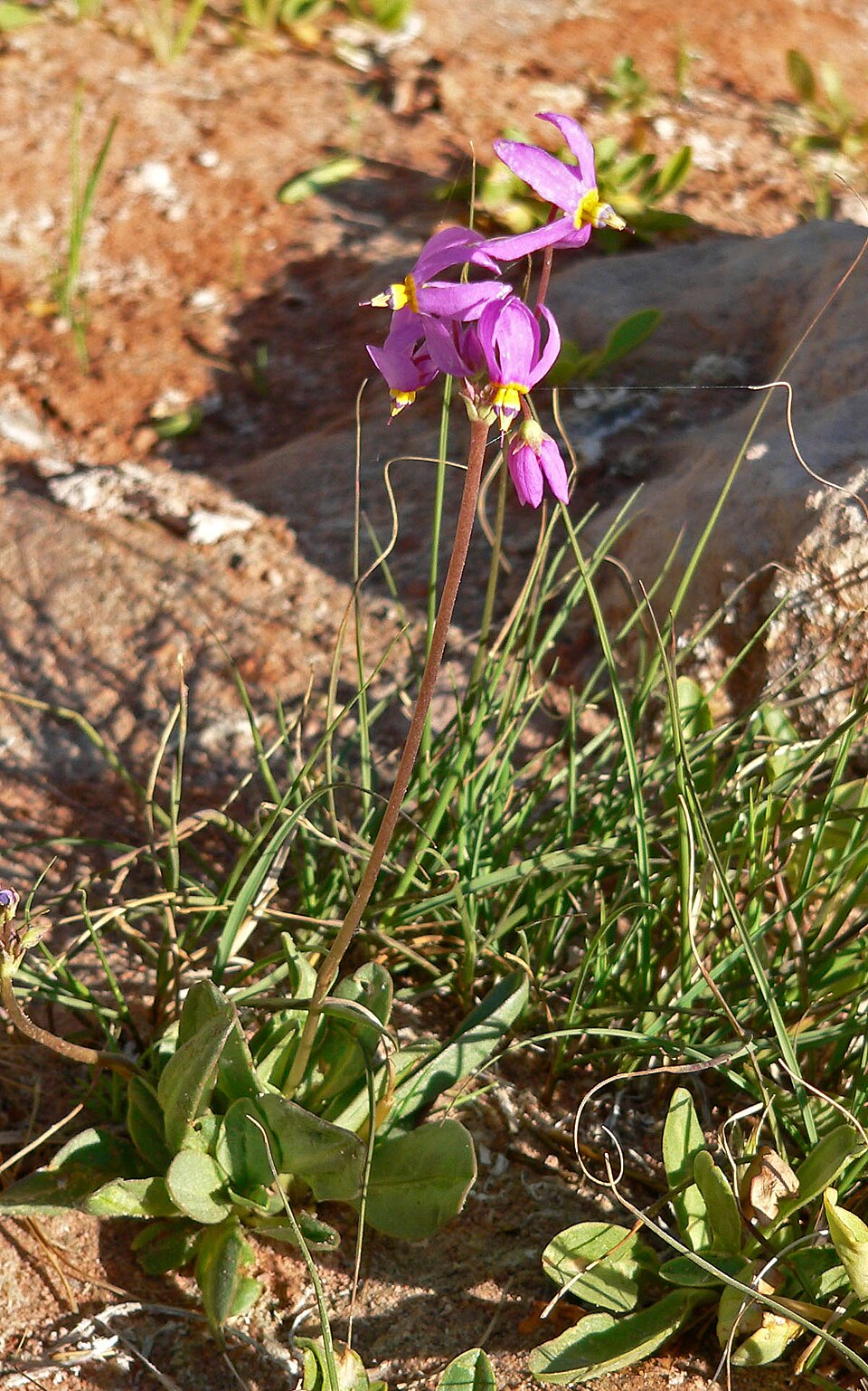 Primula pauciflora (dark-throated shooting star) (alternate view 6)