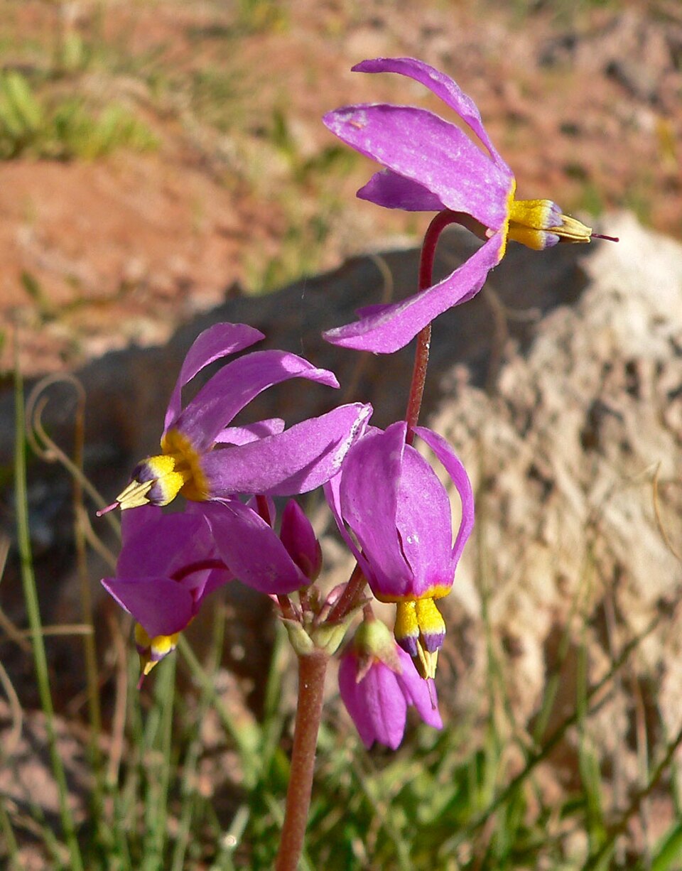 Primula pauciflora (dark-throated shooting star) (alternate view 7)