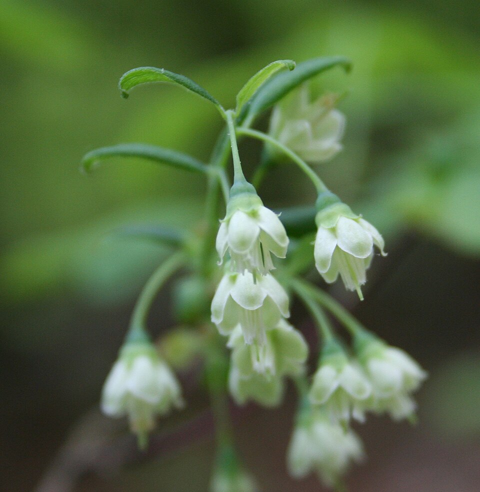 Vaccinium stamineum (deerberry) (alternate view 6)