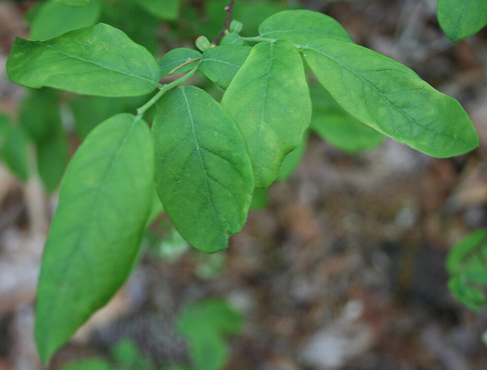 Vaccinium stamineum (deerberry) (alternate view 7)