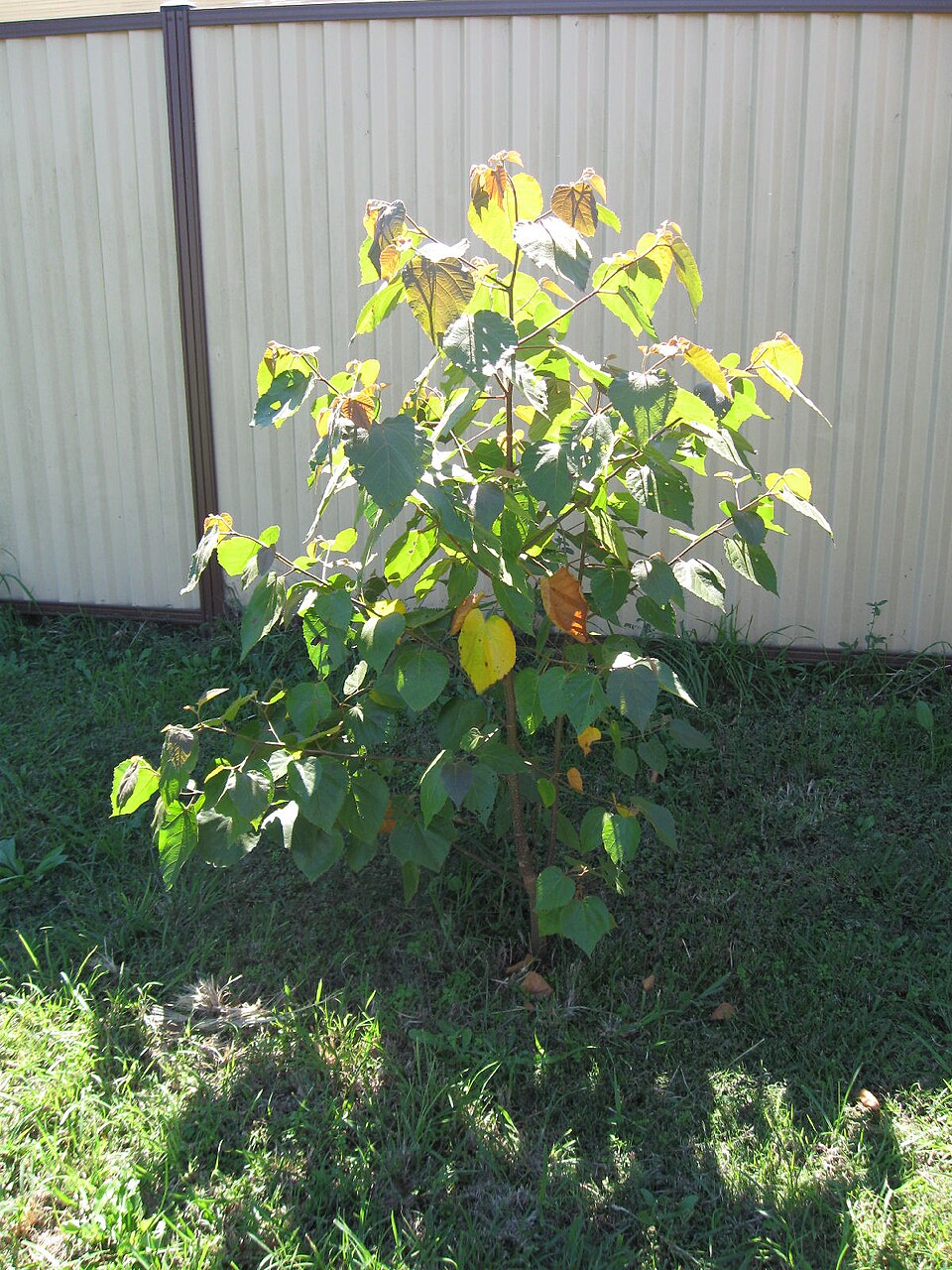 Commersonia bartramia (Brown Kurrajong) (alternate view 6)