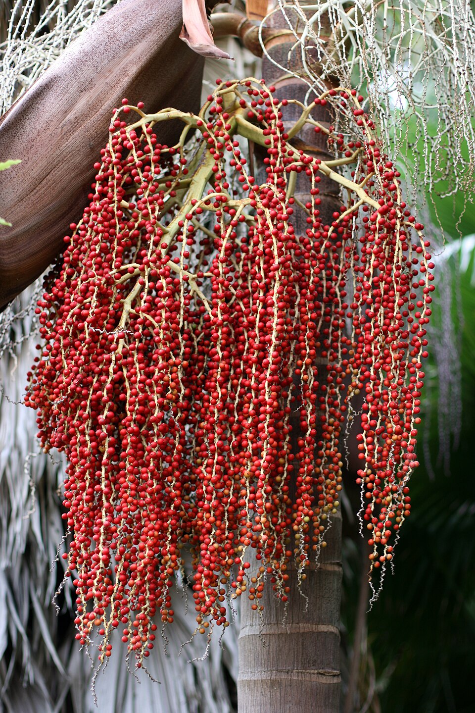 Archontophoenix cunninghamiana (Piccabeen Palm) (alternate view 4)
