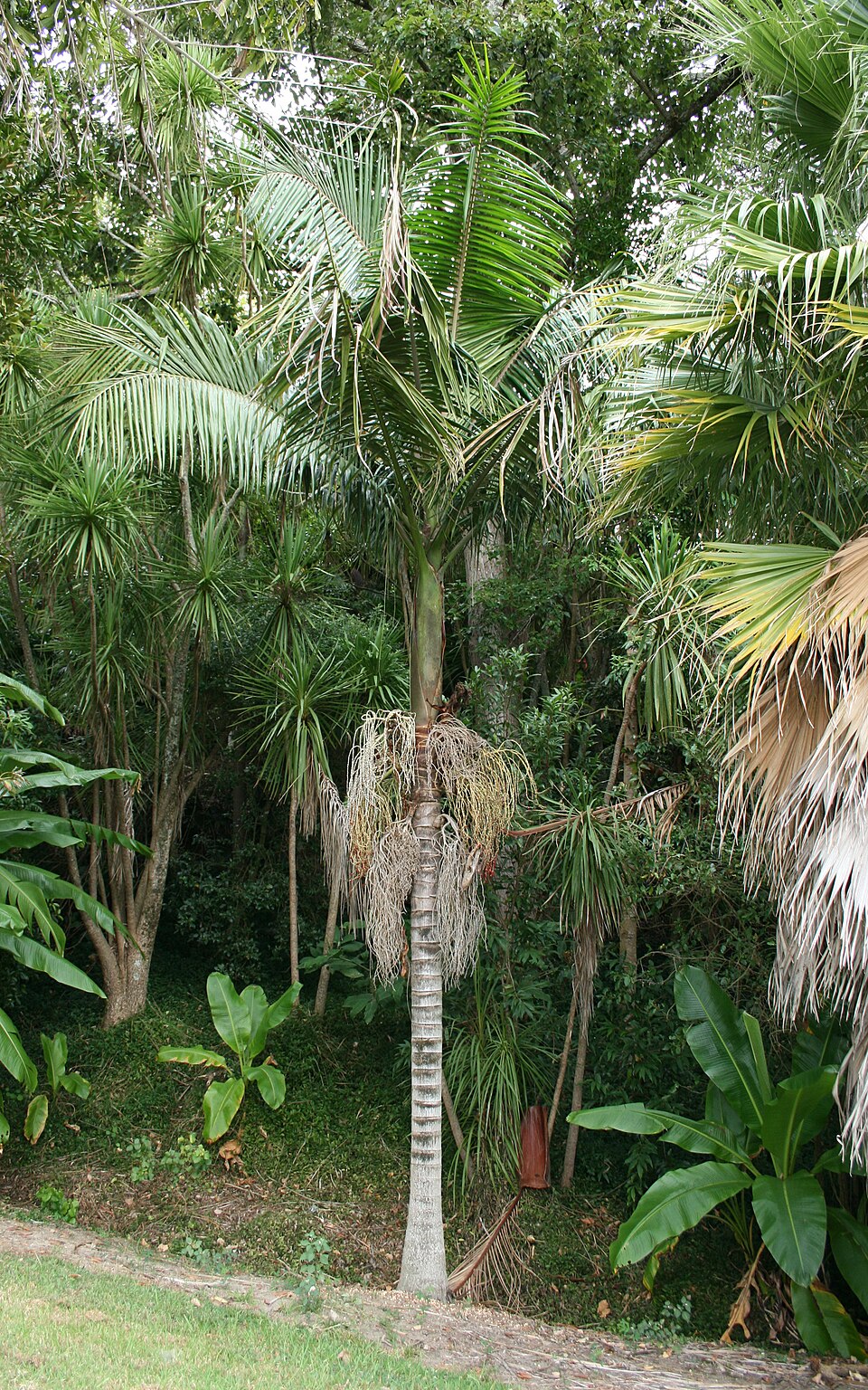 Archontophoenix cunninghamiana (Piccabeen Palm) (alternate view 5)