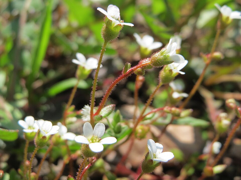Saxifraga tridactylites (Rue-leaved Saxifrage)