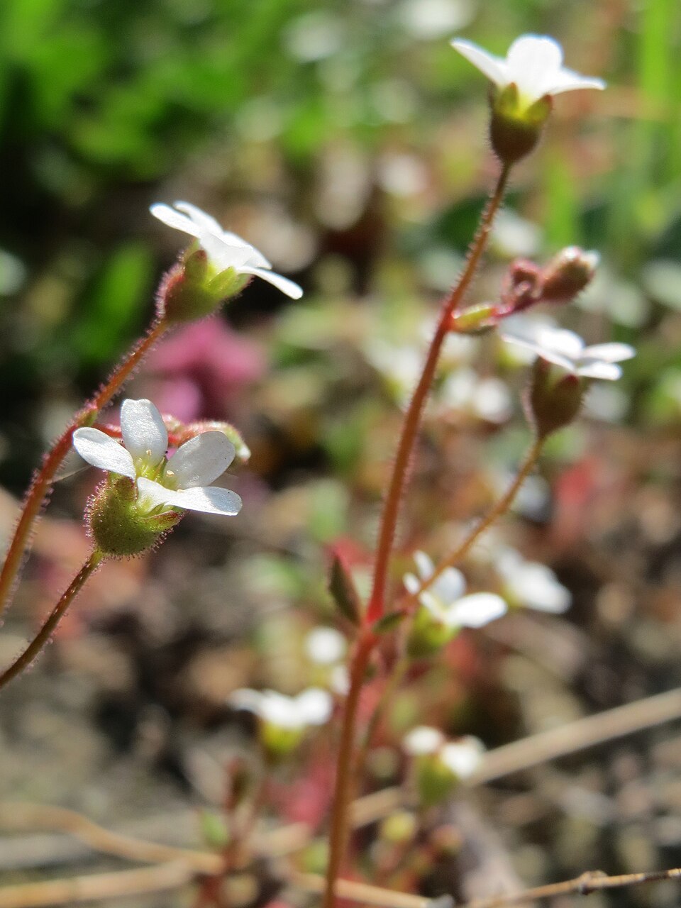 Saxifraga tridactylites (Rue-leaved Saxifrage)