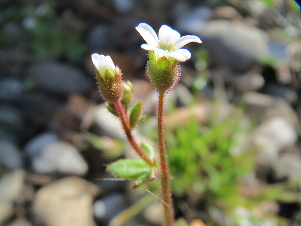 Saxifraga tridactylites (Rue-leaved Saxifrage)