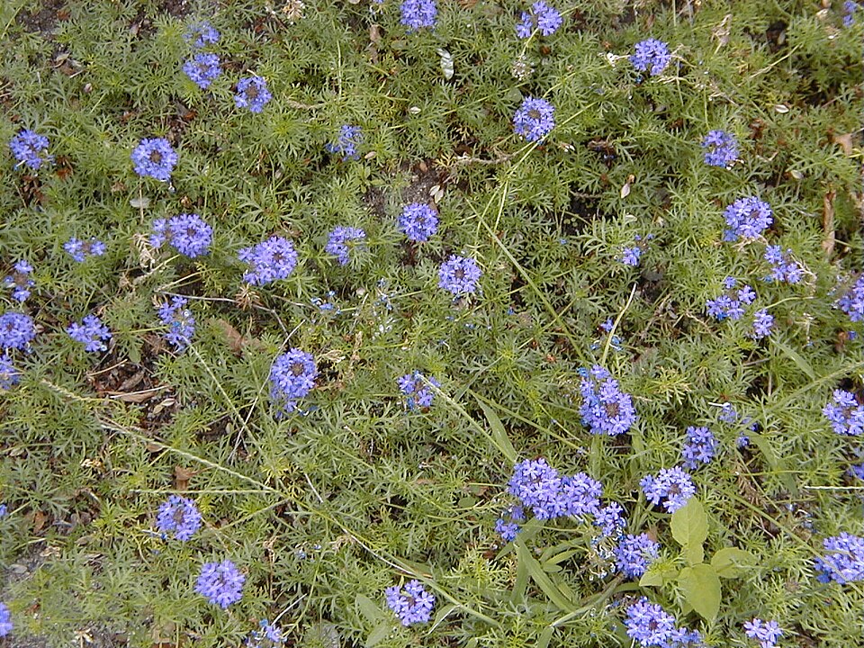 Glandularia aristigera (South American mock vervain) (alternate view 6)