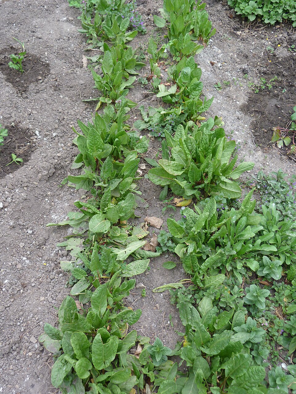 Rumex acetosa (Sorrel) (alternate view 8)