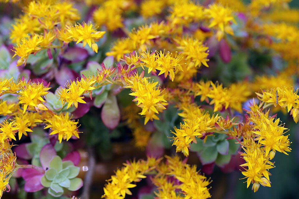 Sedum kimnachii (Kimnach's Stonecrop) (alternate view 6)