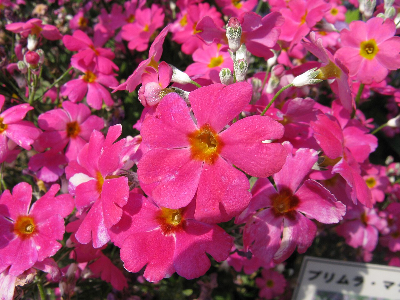 Primula malacoides, Fairy primrose — clumping semi-evergreen (Primulaceae) (image 5 of 10)