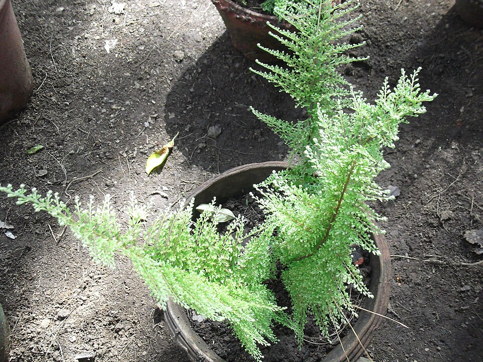 Nephrolepis (sword ferns) (alternate view 4)