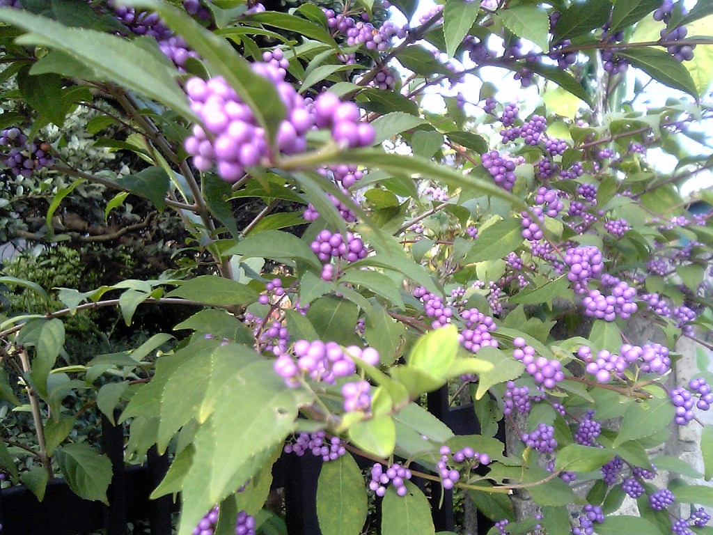 Callicarpa japonica, Japanese beautyberry — spreading deciduous (Lamiaceae) (image 1 of 9)