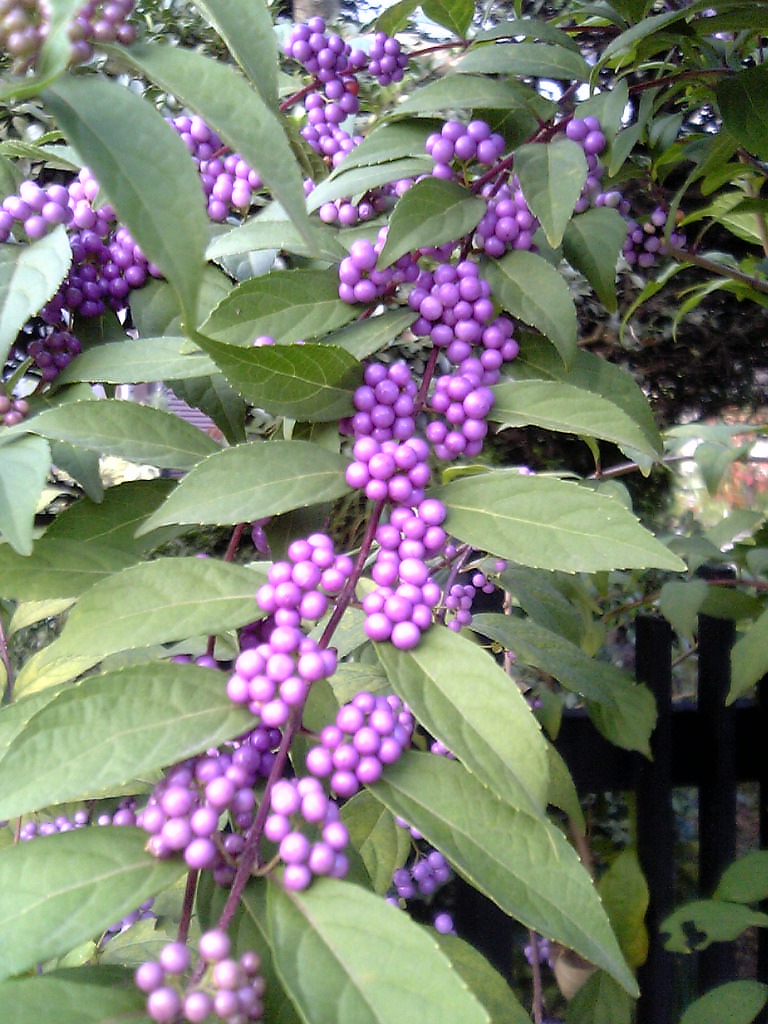 Callicarpa japonica, Japanese beautyberry — spreading deciduous (Lamiaceae) (image 2 of 9)