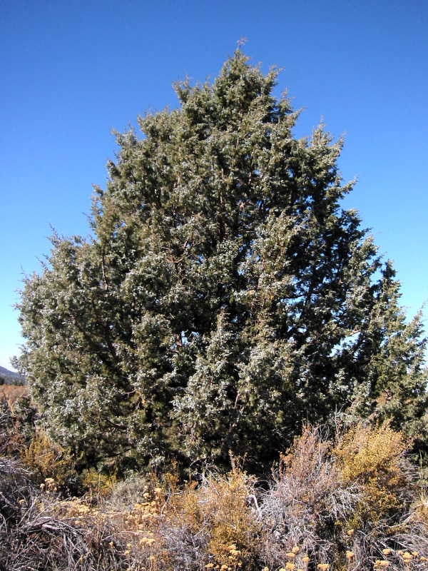 Juniperus occidentalis (Western Juniper)