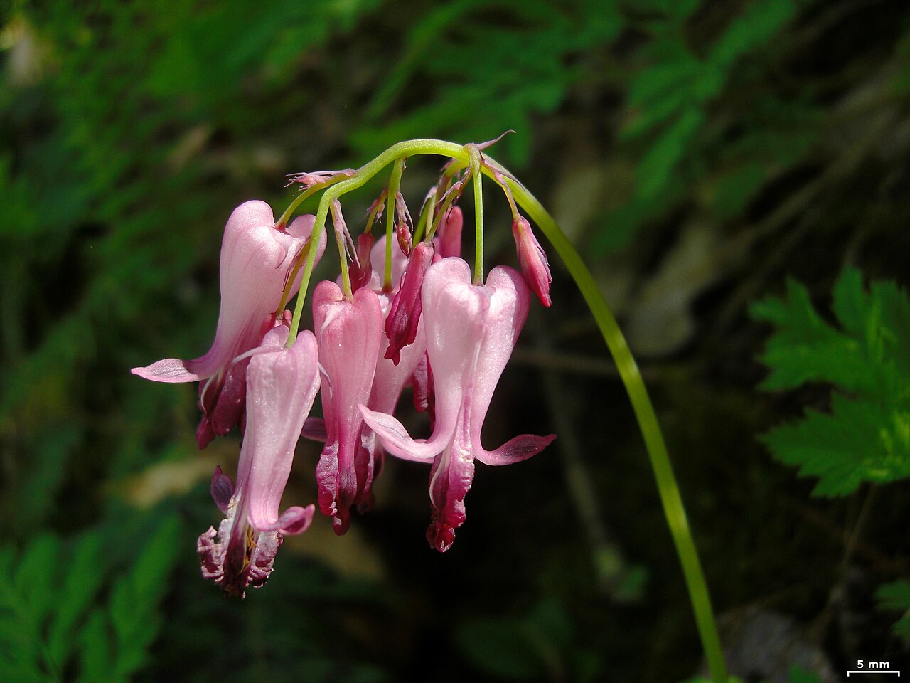 Dicentra eximia, Fringed bleeding heart — mounding deciduous (Papaveraceae) (image 7 of 10)