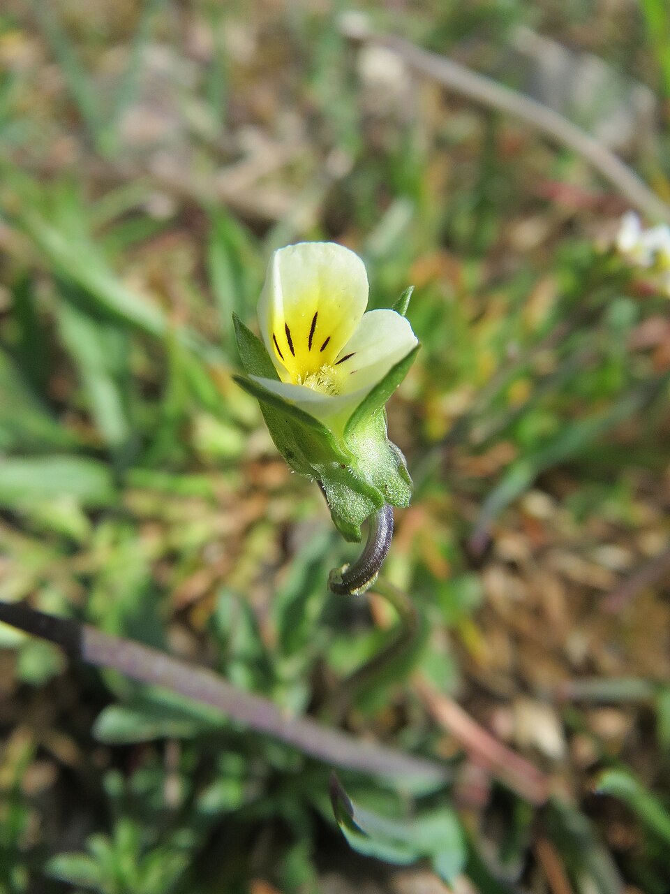Viola arvensis (European field pansy)