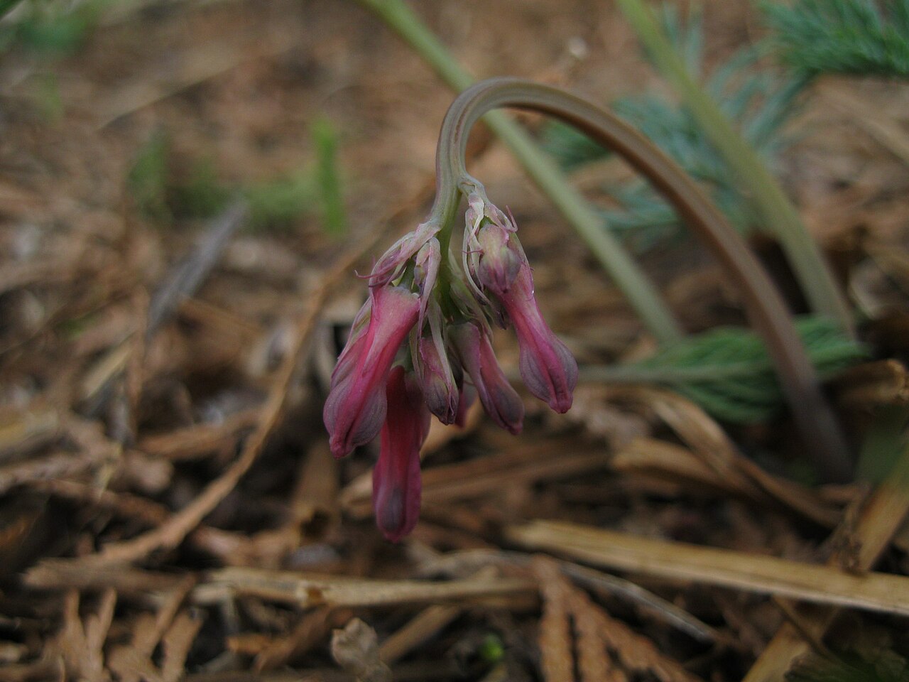 Dicentra eximia, Fringed bleeding heart — mounding deciduous (Papaveraceae) (image 8 of 10)