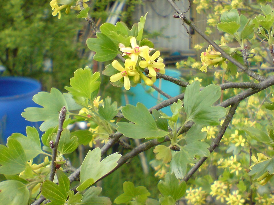 Ribes aureum (Golden Currant) (alternate view 7)