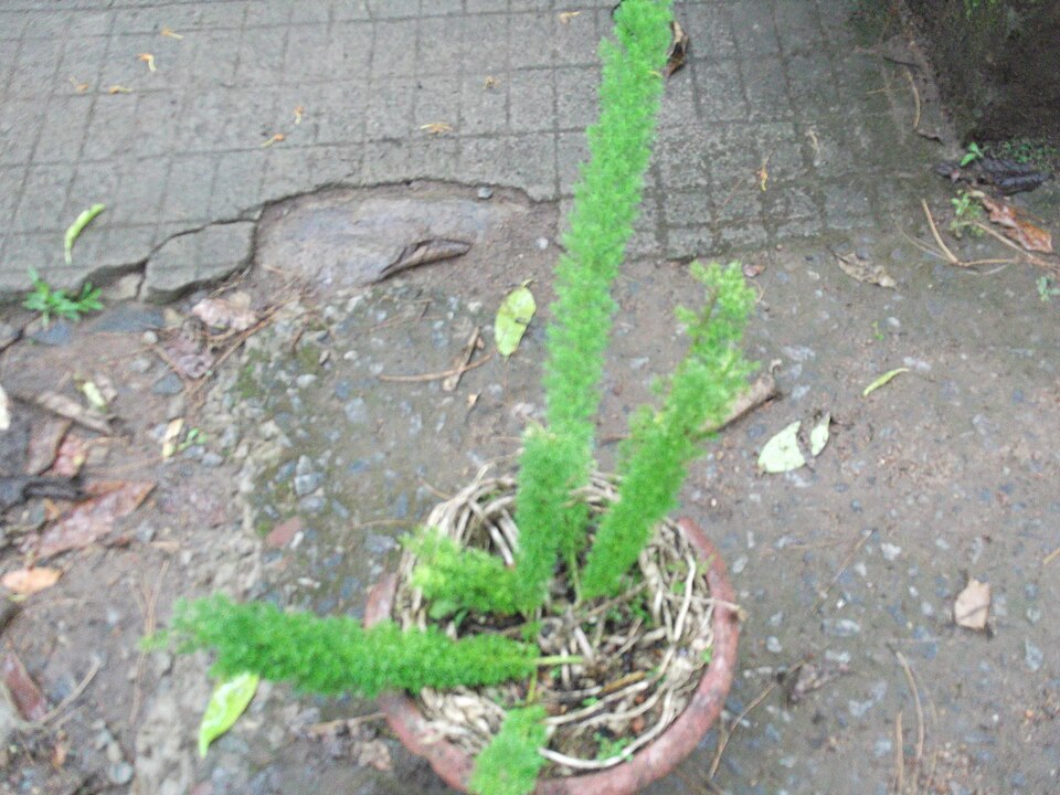 Asparagus (Asparagus) (alternate view 2)
