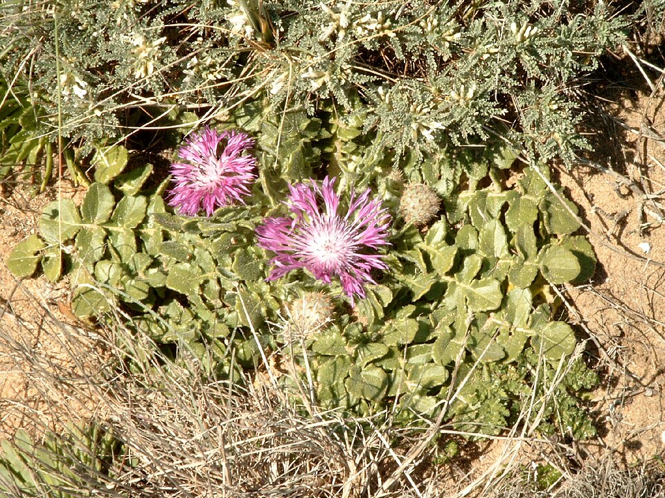 Plectocephalus americanus (American basketflower) (alternate view 6)